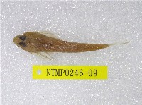 藏品(彎角(魚銜))的圖片